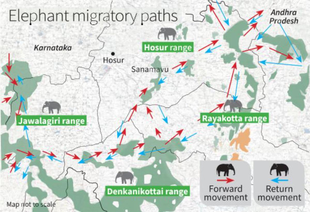 Three States, two national highways, 100 elephants; conflict all around